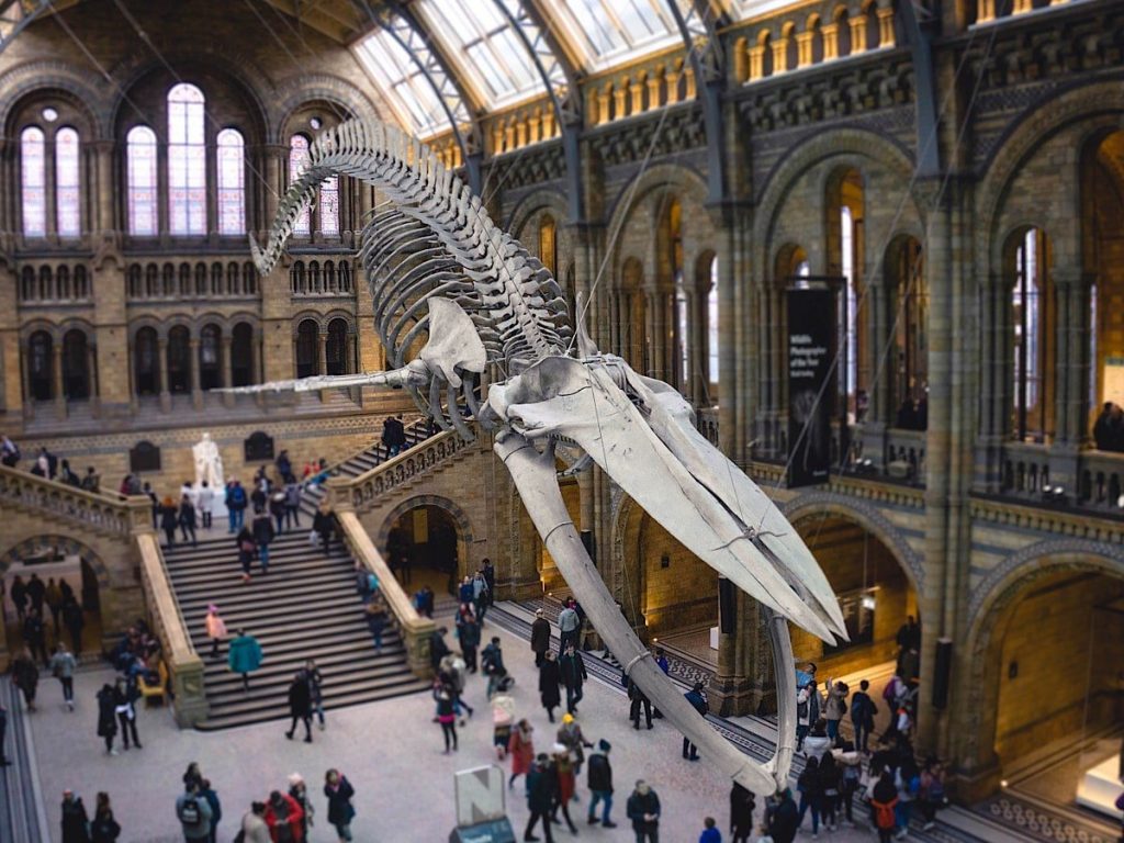 Natural History Museum, London