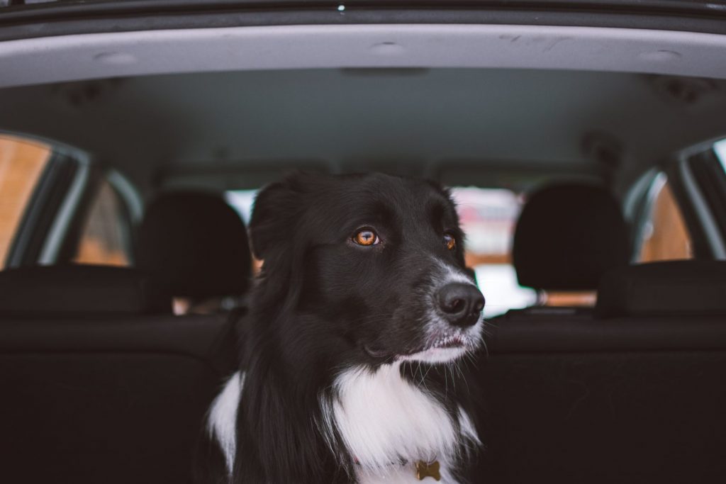 Traveling in the Car with Your Dog