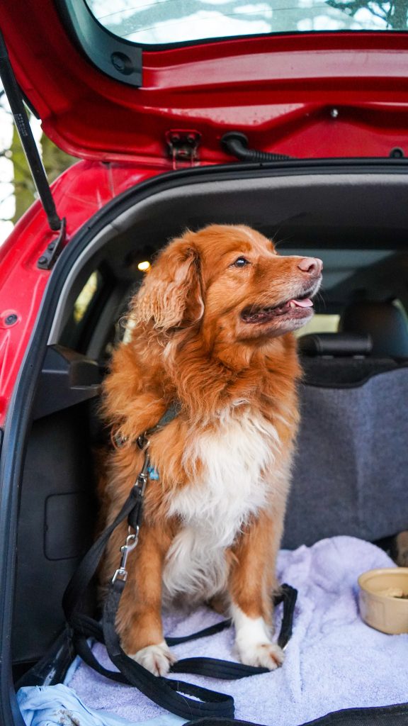 traveling in the car with your dog training